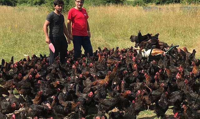 Üreticiye yüzde 50 hibeli yumurta tavuğu desteği - Gündem - Türkeli'nin Sesi Gazetesi