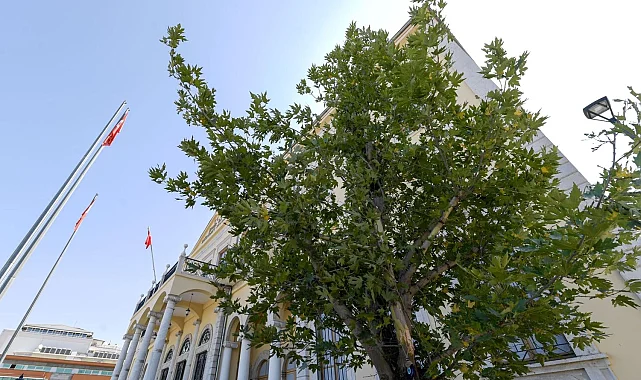 İzmir'in yeni sembolü olacak... Konak'a 'Doğu Çınarı' dikildi
