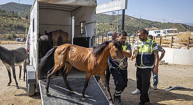 İzmir Buca'da aç ve susuz bırakılan atlar artık güvende