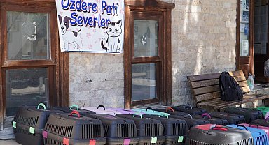 İzmir'de 7 bin kediye mobil kısırlaştırma