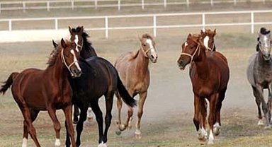 TİGEM şampiyon safkan Arap aygırı alacak