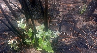 Enez'de yangın sonrası mucize! Meşe ağacı küllerden yeniden yeşerdi