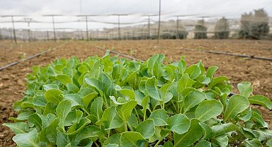 İstanbul Beylikdüzü'nde kışlık fideler toprakla buluştu