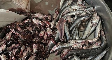 Akçakoca'da balık alan vatandaş poşetten çıkanlara şaşırdı!