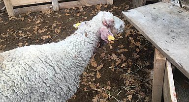 Bilecik Pazaryeri'nde çiftçiyi üzen olay!