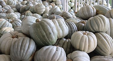 Kocaeli İzmit'te 8 tonluk yerli bal kabağı hasadı