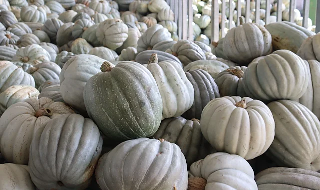 Kocaeli İzmit'te 8 tonluk yerli bal kabağı hasadı