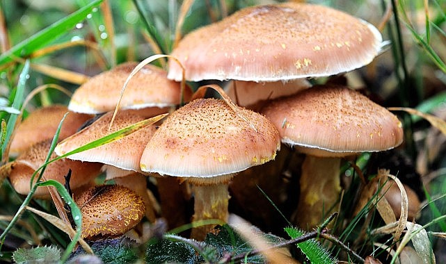 Türkeli'de mantar zehirlenmesi vakaları artıyor