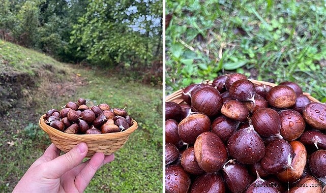 Türkeli ormanlarında sonbaharın tatlı telaşı