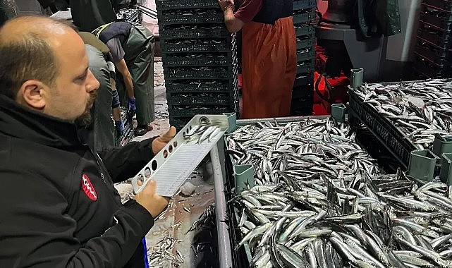 Güzelkent Limanı’nda hamsi denetimleri sürüyor