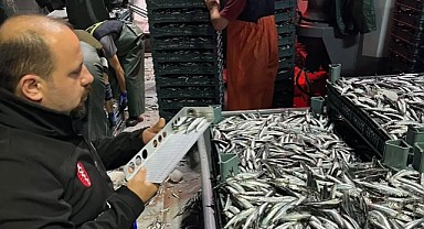 Güzelkent Limanı’nda hamsi denetimleri sürüyor