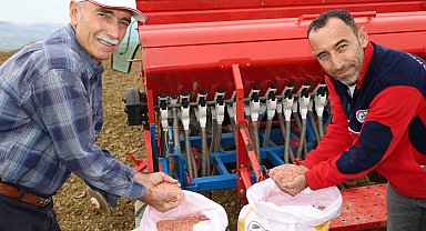 Kocaeli'nin hibeli tohumları toprakla buluştu