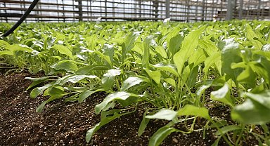 Konya Şeker pancar testlerinde dünya liginde!