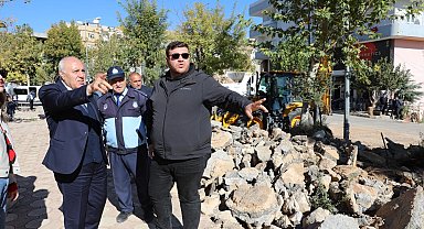 Mardin Yeşilli'de büyük dönüşüm... 50 bin ağaçlık yeşil hamle