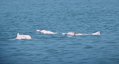 Yapay zeka Çin beyaz yunuslarını korumada umut veriyor