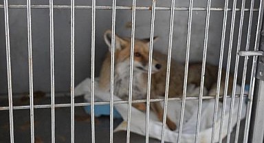 Adıyaman'da yaralı tilki doğaya kavuştu