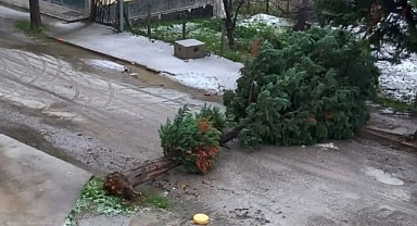 Fırtına ağaç devirdi, yol trafiğe kapandı