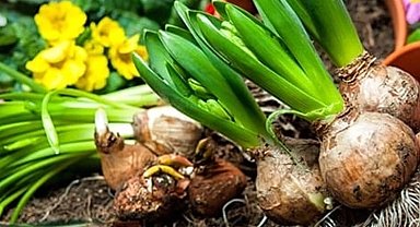 İşte 2026 yılı doğal çiçek soğanlarının ihracat listesi