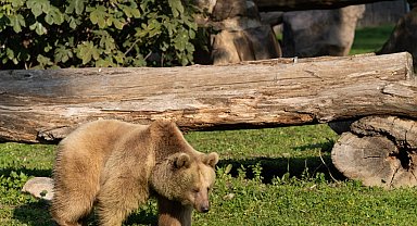 İzmir Doğal Yaşam'ın yeni sakinleri siyah jaguar ve boz ayı oldu