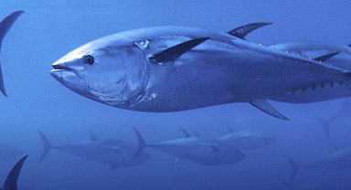 Mavi yüzgeçli orkinos kotası yüzde 20 arttı!