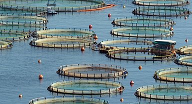 Türkiye, Akdeniz ve Karadeniz su ürünlerinde lider konumda