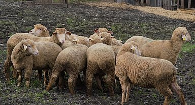 Balıkesir çiftçisine yüzde 100 hibeli damızlık desteği