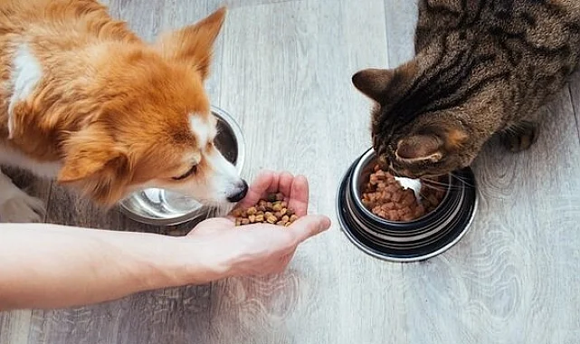 Kedi-köpek maması sektörü ihracatını 11 yılda 33 kat artırdı