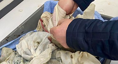 İstanbul Havalimanı'nda kaçak sülük operasyonu... 90 bin canlı tıbbi sülük ele geçirildi