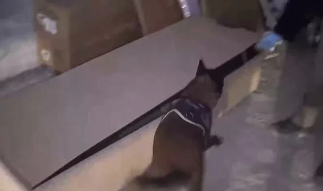 İstanbul'da hassas burun 'Leydi' operasyonda