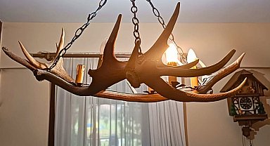 Tekirdağ kaçak tahnit ve trofe operasyonu... 40 parça ele geçirildi