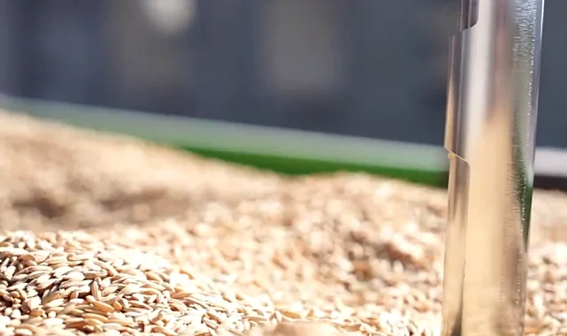 TMO'da çeltik alımları sürüyor