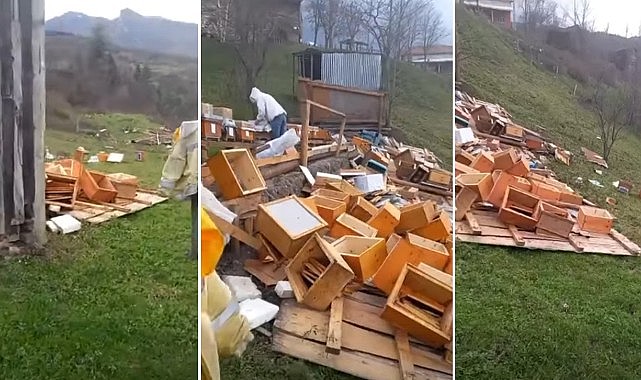 Türkeli'de şiddetli fırtına arıcılığı vurdu: Onlarca kovan zarar gördü