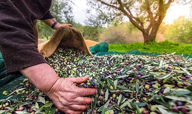 Türkiye'nin zeytin ve zeytinyağı mirası fotoğrafla geleceğe taşınıyor
