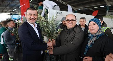 Üreticiye 84 bin sertifikalı zeytin fidanı