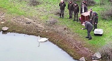 Ankara'da güçten düşen kuğu, Edirne'de doğaya salındı
