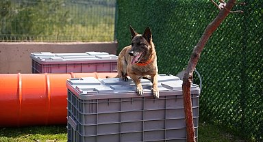 Arama kurtarma köpekleri afetlerin umut ışığı