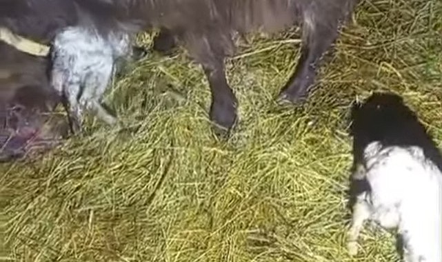 Bayramda çifte değil, dördüz sevinç!