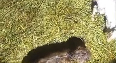 Bayramda çifte değil, dördüz sevinç!