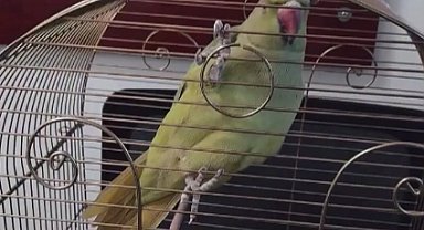 Bursa'da kaçak hayvan ticareti denetim