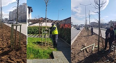 Bursa'nın 700 yıllık mirası 700 çınarla kök salıyor