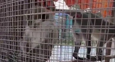 Denizli'de üç örümcek maymunu koruma altında