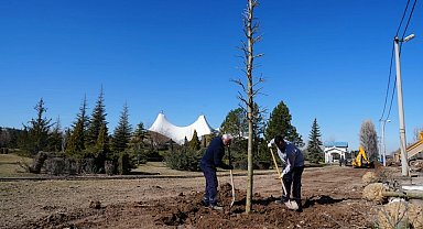 Eskişehir Sazova Parkı'nda kavakların yerini çınarlar alıyor