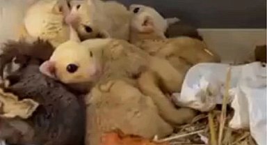 Isparta'da yasa dışı 35 hayvana el konuldu