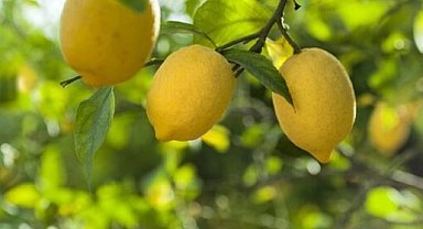 Limon ithalatına kapı açıldı! Limonda 'gümrük' yüzde 10'a düşürüldü