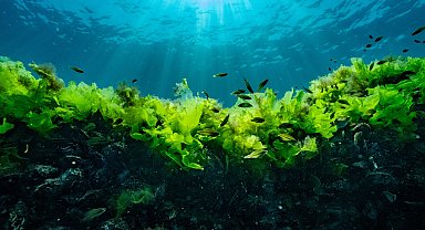 Prof. Dr. Sarı: Suya şaşı bakmayalım