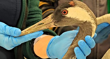 Sakarya'da bulunan yaralı turna, Kocaeli'de yaşama tutundu