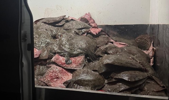 Türkeli'de 491 kalkan balığına el konuldu