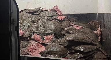 Türkeli'de 491 kalkan balığına el konuldu