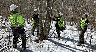Türkeli’de gürgen ormanları için seferberlik