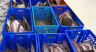 Yasadışı kalkan avcılığına müdahale! 169 balık Darülaceze'ye teslim edildi